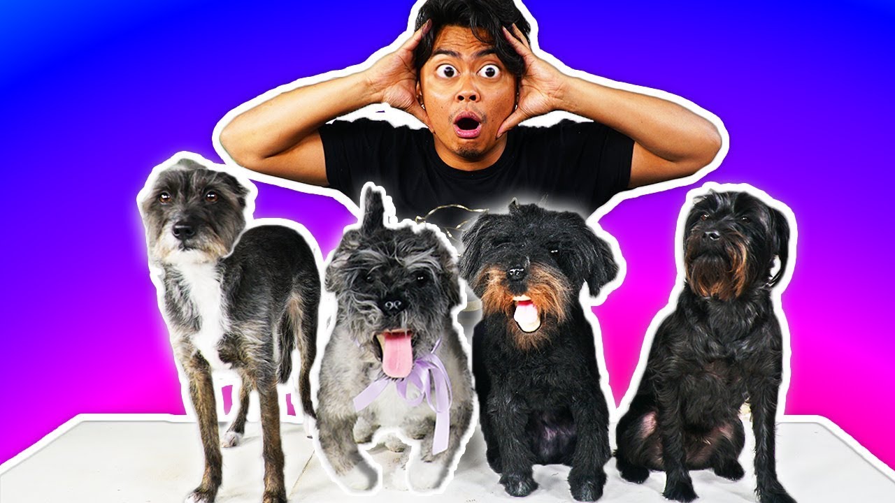 I Bought Fake Dogs Online! YouTube