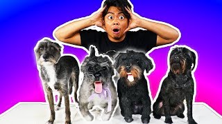 I Bought Fake Dogs Online!