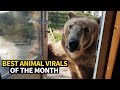 Top Viral Animal Videos - May 2019