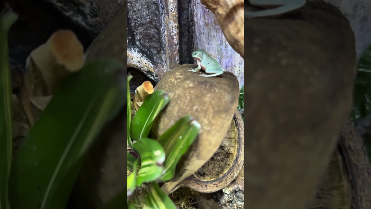 Sand fire blue dumpy frog gobbles up a cricket. 