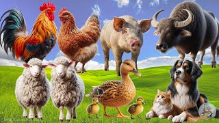 Farm Animal Sounds: Pig, Sheep, Buffalo, Duckling, Dog, Chicken  Cute Litte Animals