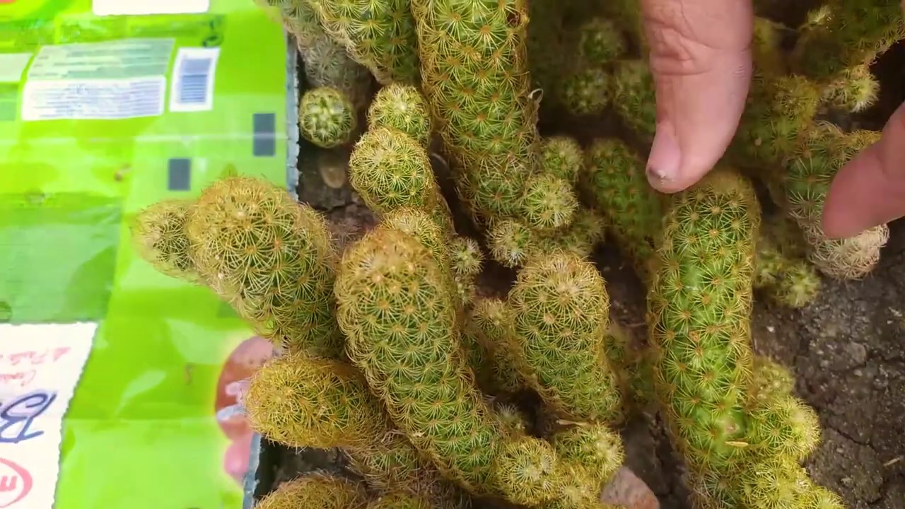 مدهش و رائع صبار ضرعاء متطاولة(صبار ميميلاريا) Mammillaria elongata طريقة اكثاره و رعايته