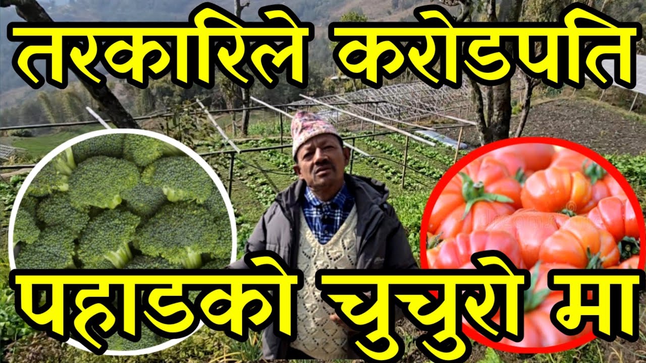 30 हजार लगानी गरेर करोड कमाएका नेवार काका,42 रोपनिमा तरकारी खेती गर्दै agriculture