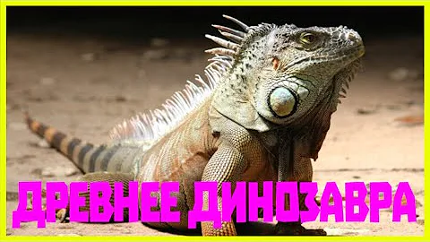 КАКАЯ ИЗ НЫНЕ ЖИВУЩИХ РЕПТИЛИЙ ДРЕВНЕЕ ДИНОЗАВРА?