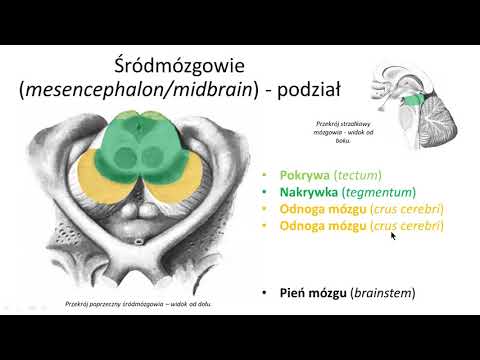 Wideo: Różnica Między śródmózgowia śródmózgowia A Tylną Częścią Mózgu
