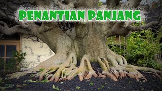 A PROCESS THAT DOESN'T BETRAY THE RESULTS || Balinese Bonsai Collector's Collection