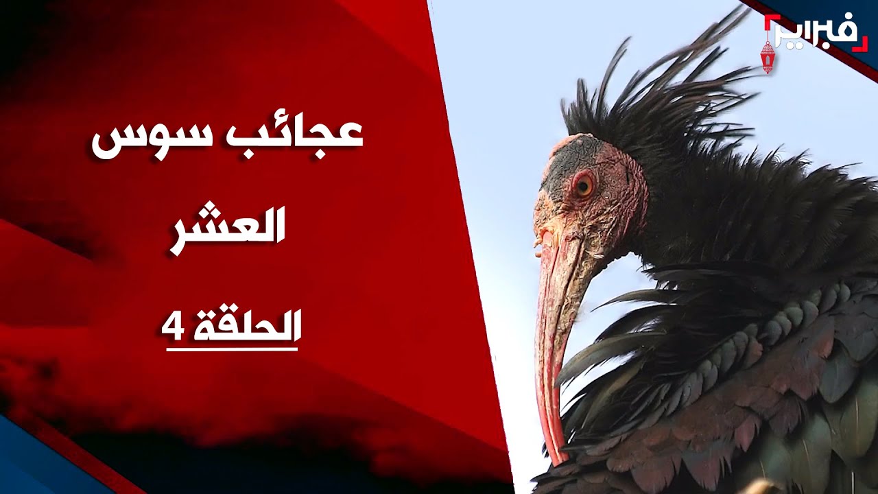 عجائب سوس العشر.. أبو منجل الأصلع