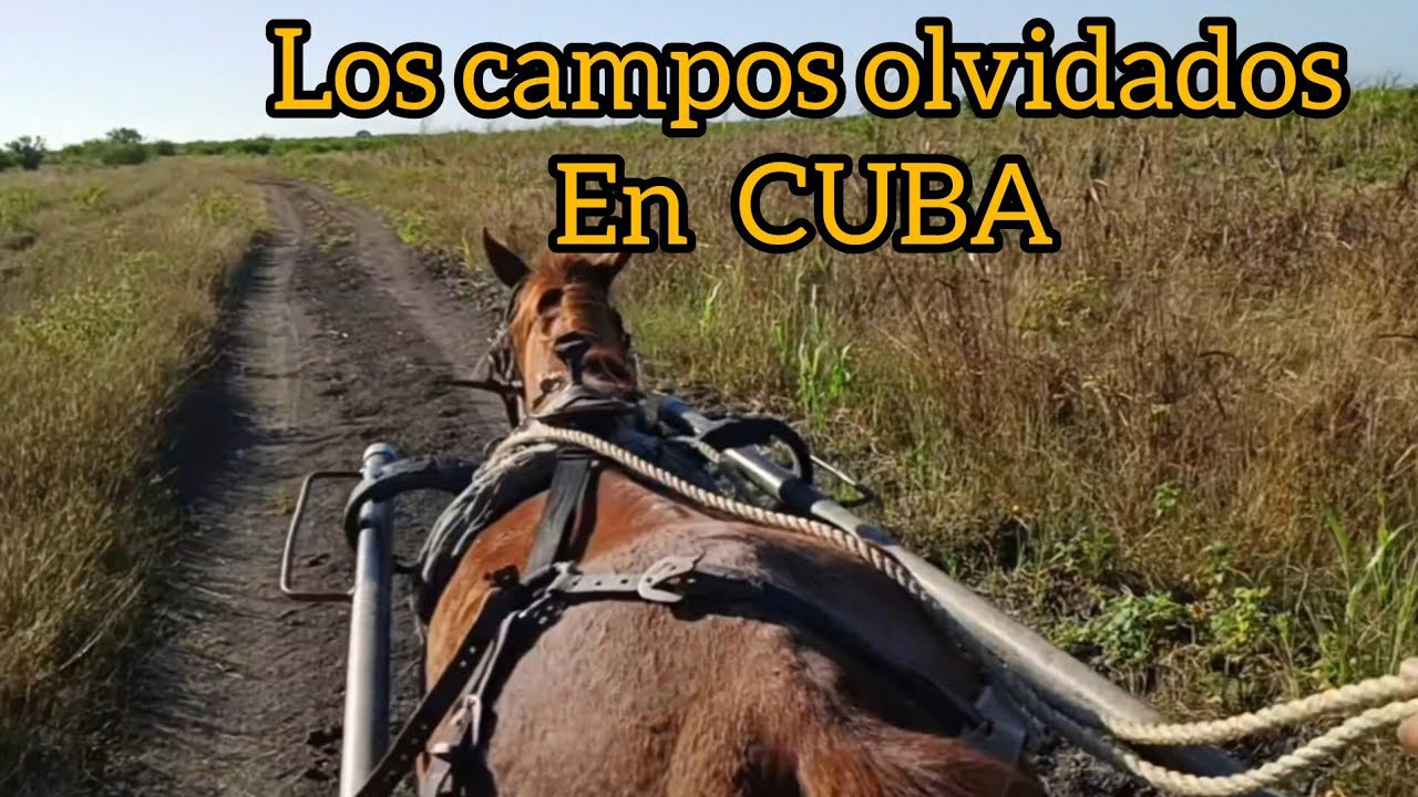 La verdad que todos ignoran del los campos olvidados de Cuba 🇨🇺
