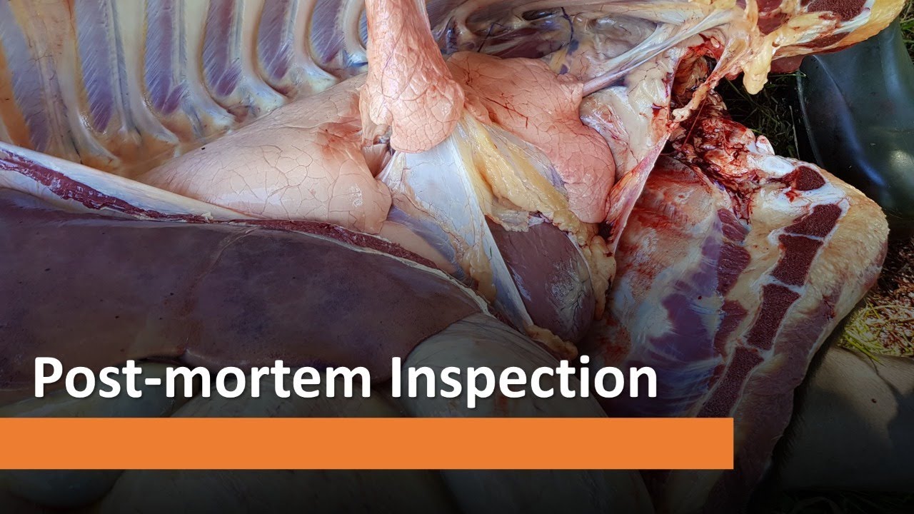 Lecture 8: Post-mortem Inspection