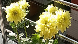 Amar Bhitor Bahire Vocalspurnima Roy.