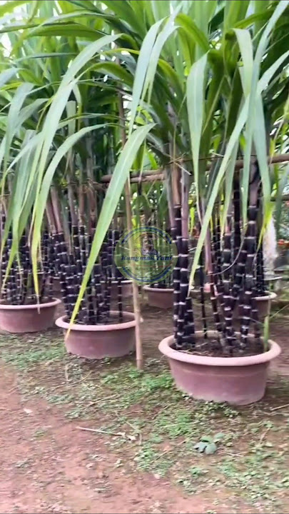 Creative ideas for planting sugar cane in pots