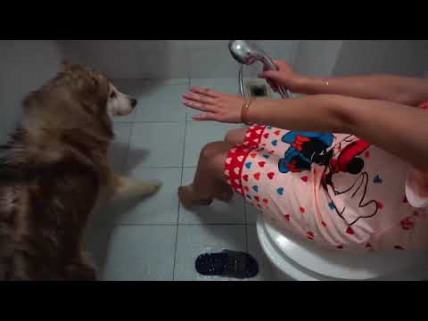 Lovely smart girl Playing with dog, showering him and playing with him