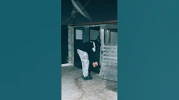 قلبي مش كلبي بابلو الغزال كلاب اكسبلور Malinois 