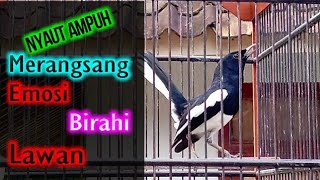 Suara Kacer Gacor buat naikan Emosi dan dongkrak Birahi, Kacer Lain jadi ikut ngotot
