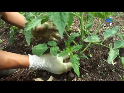 Ayudas de más de tres mil euros para un "empleo verde"