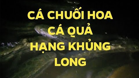 CÁ CHUỐI HOA, CÁ QUẢ, CÁ BỐ MẸ ĐẸP NHẤT VN, CHUẨN BỊ CHO SINH SẢN, BÀ CON LH 0989856862-0989433197