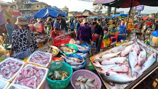 Awesome Biggest Market Distribution Whole Sale River Fish Dry Fish & Seafood @Chbar Ampov