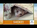 New Mexico Living Pet Pics August 13, 2026