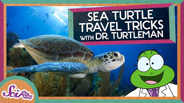 Turtle Travel Tips: How Magnets Can Help Us Navigate | Magnetoreception