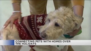 Charlottesville-Albemarle SPCA sees increase in adoptions during the holidays