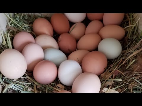 Collecting Eggs on the Homestead. (over 200 chickens!)
