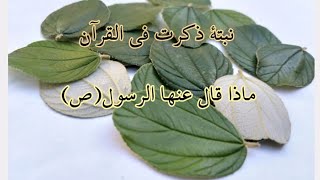 فوائد أوراق السدر التي ذكرت في القرآن و فوائدها الكثيرة فوائد أوراق السدر التي ذكرت في القرآن و فوائدها الكثيرة