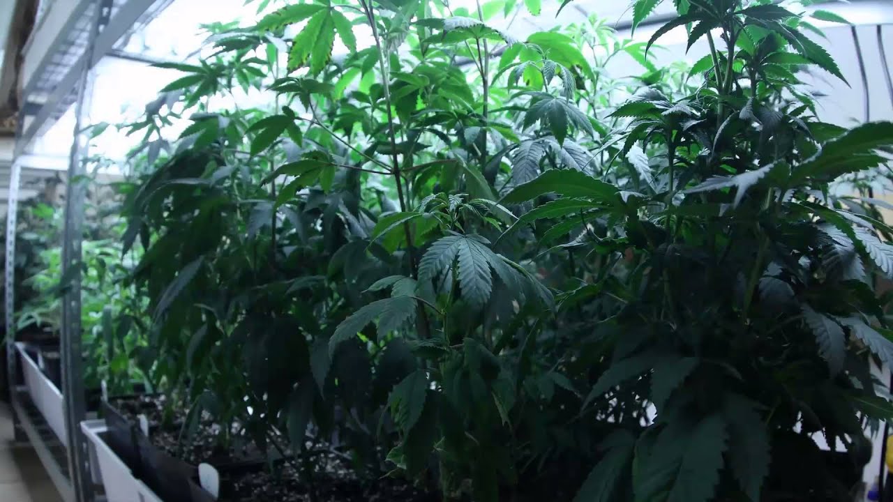 Thirsty Cannabis Plant Drooping Symptoms Due to Underwatering YouTube