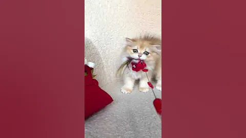 Video 5567561: golden british longhair, cats british kitty, british kitten, lovely british