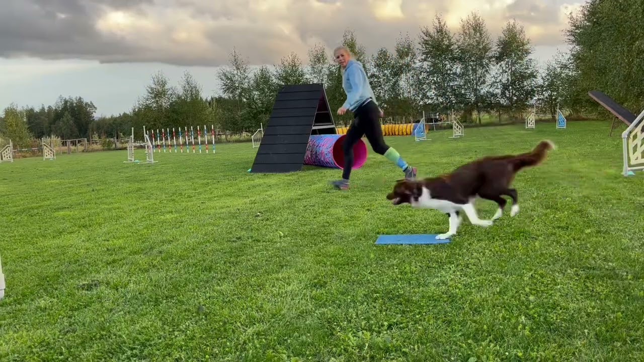 Running contacts - dogwalk