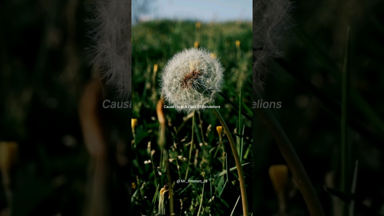Dandelion status edit l 