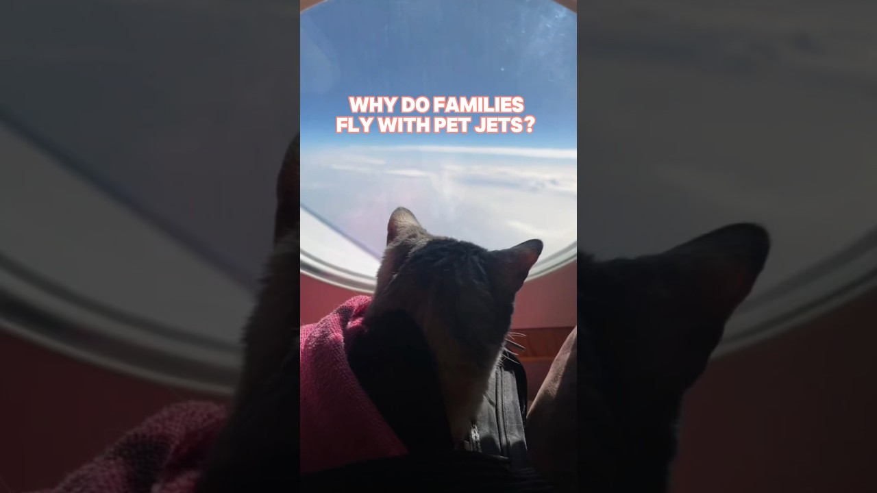 In Cabin Flying For Pets! 🐱 