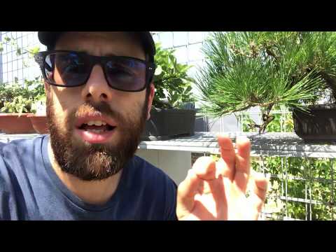 Video: Bonsai a cascata: suggerimenti per modellare una forma di bonsai a cascata