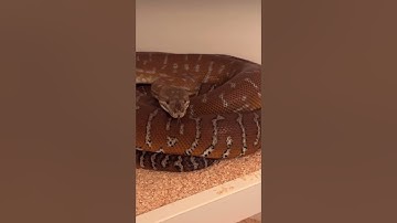 One of our BEAUTIFUL Centralian Carpet Pythons (Morelia bredli) 🤘 #snake #reptiles #pet