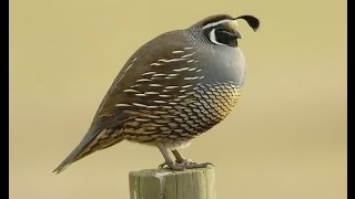 Here is video of how to skin and clean a quail - . this east
demonstration you ca easily in few minut...