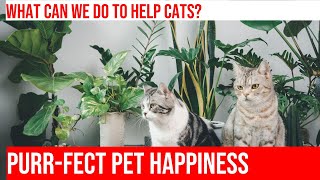 Signs of a Happy or Stressed Cat: Tips for Cat Owners