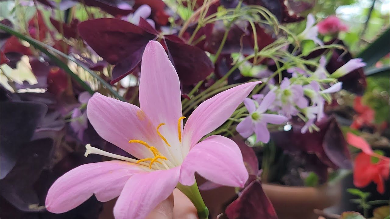 BALKONUMDA GÜZEL SÜPRİZLER VAR💥