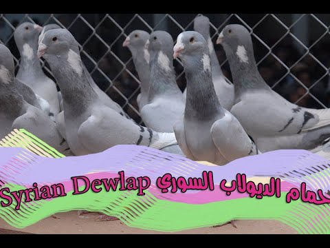 Syrian Dewlap Pigeon حمام الديولاب السوري Youtube