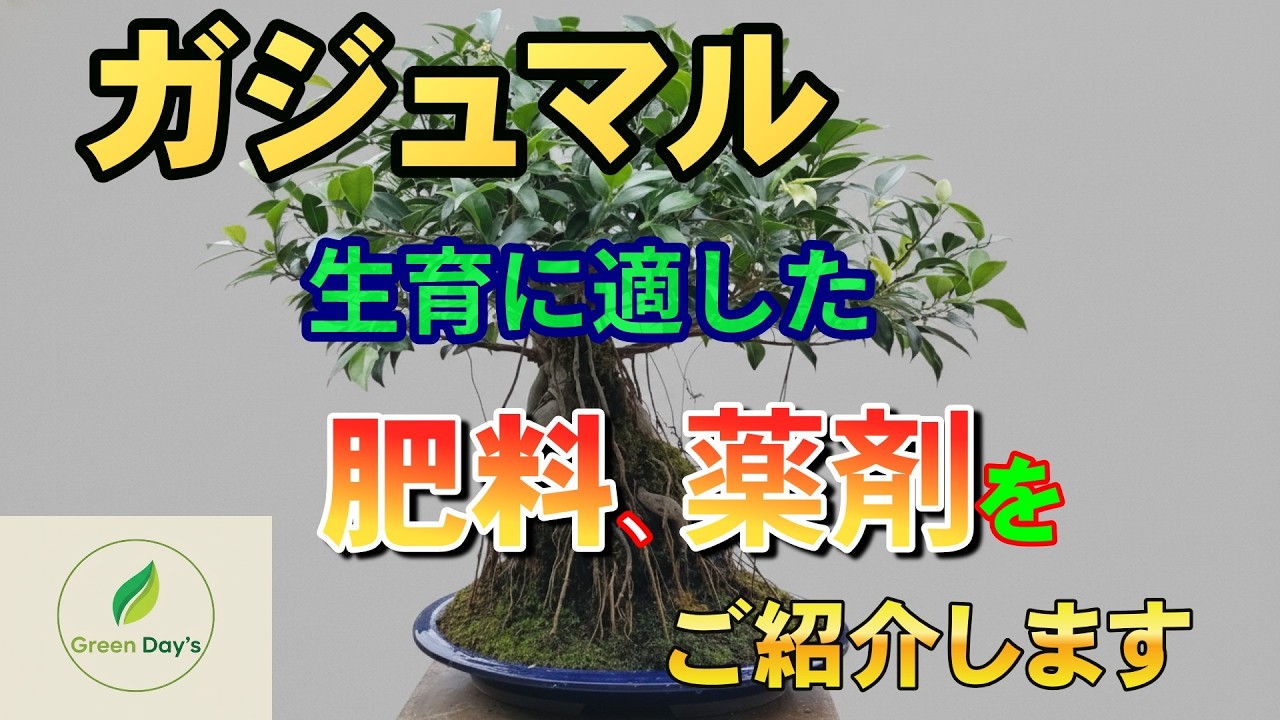 ガジュマルの生育に適した肥料、薬剤をご紹介致します。【Green Day’s】2026年2月20日
