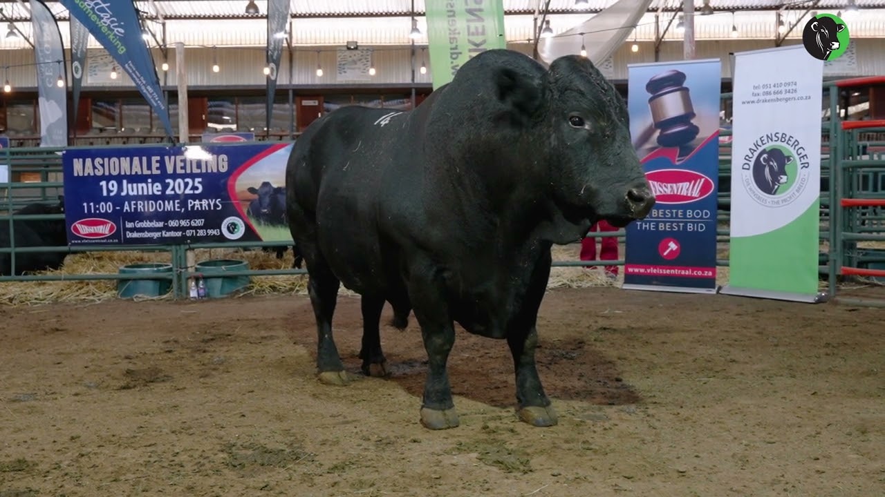 18   Functional efficiency – Example  Bull C Neck angle, long tail, flexibility and foot placement