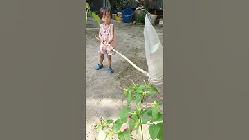 gạo bắt chuồn chuồn