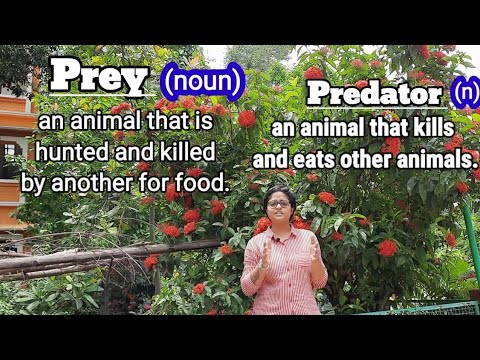 Video: Aká je definícia predácie?