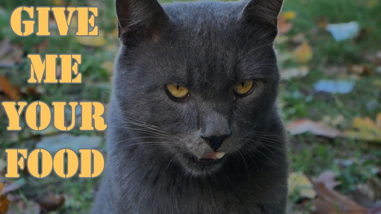 Cat Johnny Depp Comes to Feed Him YouTube