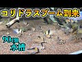 90㎝水槽のコリドラス　コリコレクション　メジャー種からレア種の大混泳　コリドラスの魅力に迫る！アクアリウム　ナリケンさん水槽部屋パート2