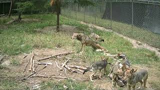 Three month old critically endangered Red Wolf pup pack with parents