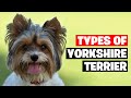 The 7 Types Of Yorkshire Terrier Breeds 