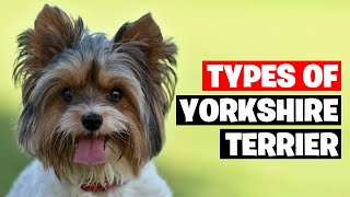 The 7 Types of Yorkshire Terrier Breeds