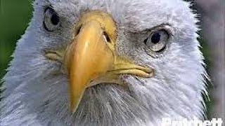 Southwest Florida Eagle Cam онлайн видео про кошек