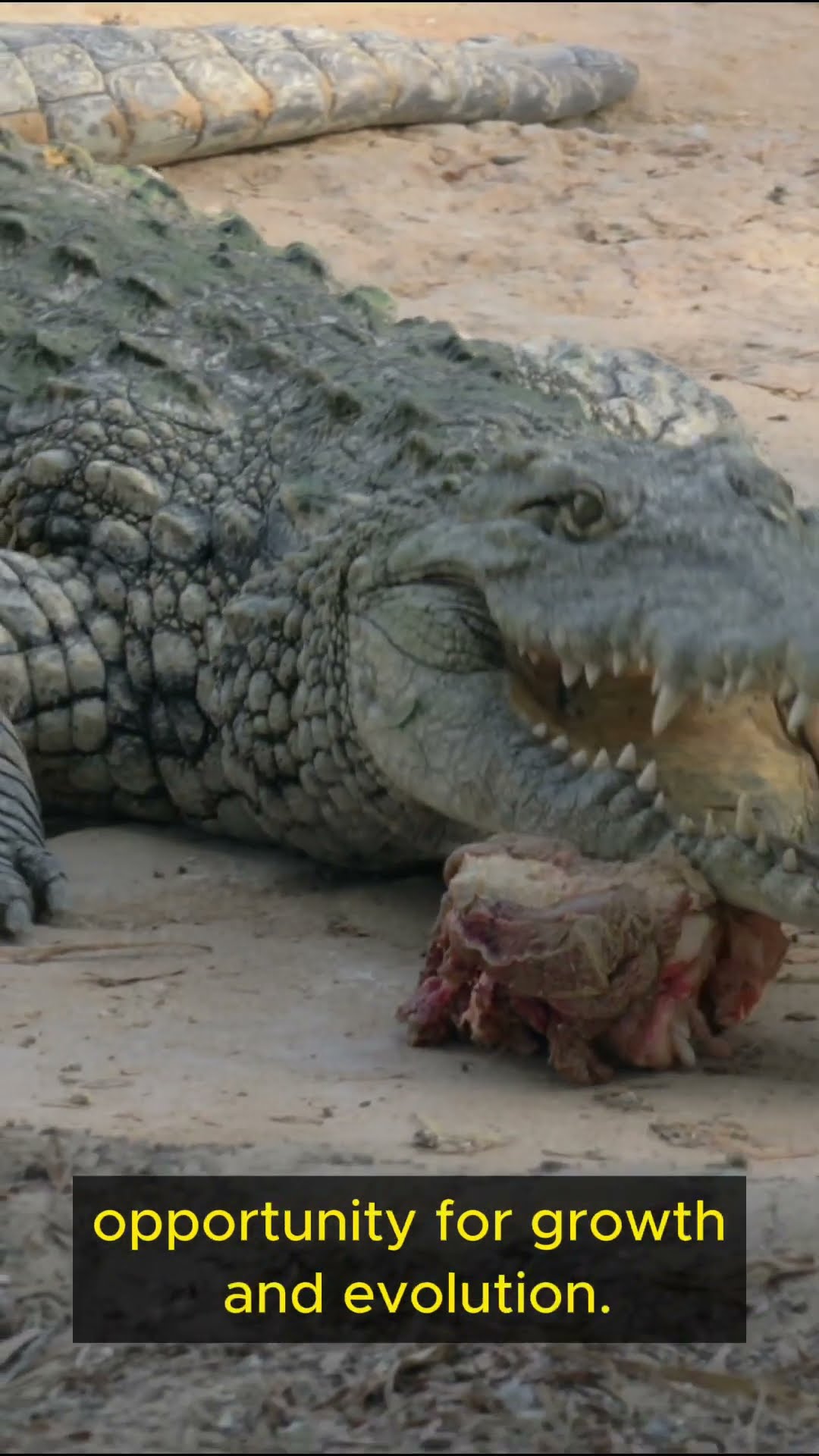 Life Lessons from Crocodiles   Part 2 #shorts  #exploration #mindfulness #inspiration #patience