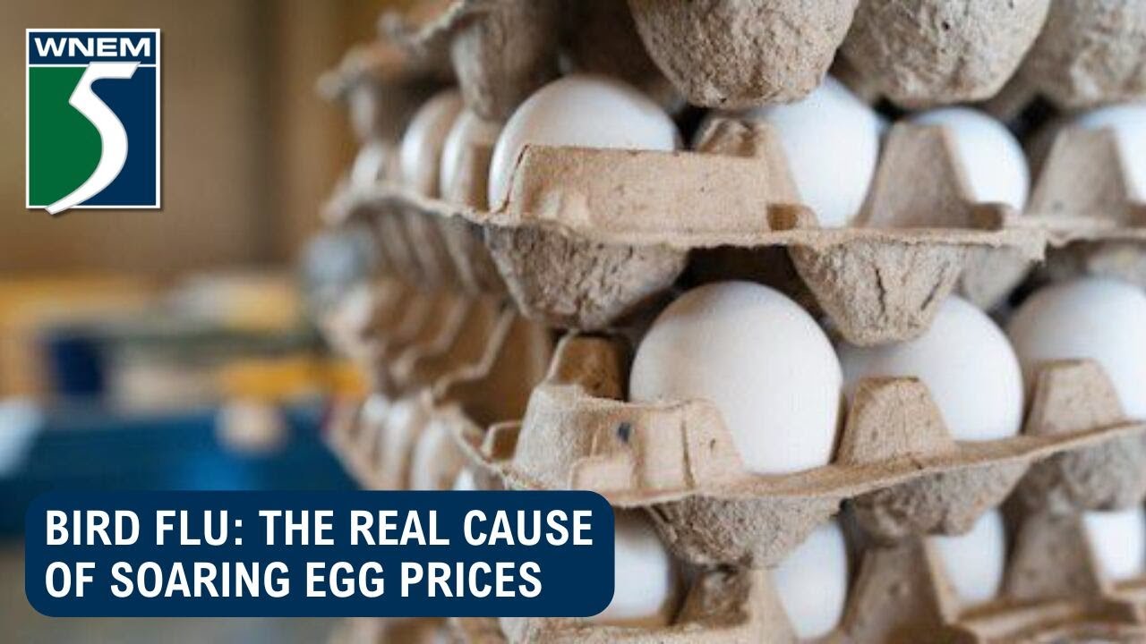 Bird flu: The real cause of soaring egg prices - YouTube