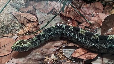 De giftige schoonheid van Universeum: inzicht in de slangencollectie van Göteborg!